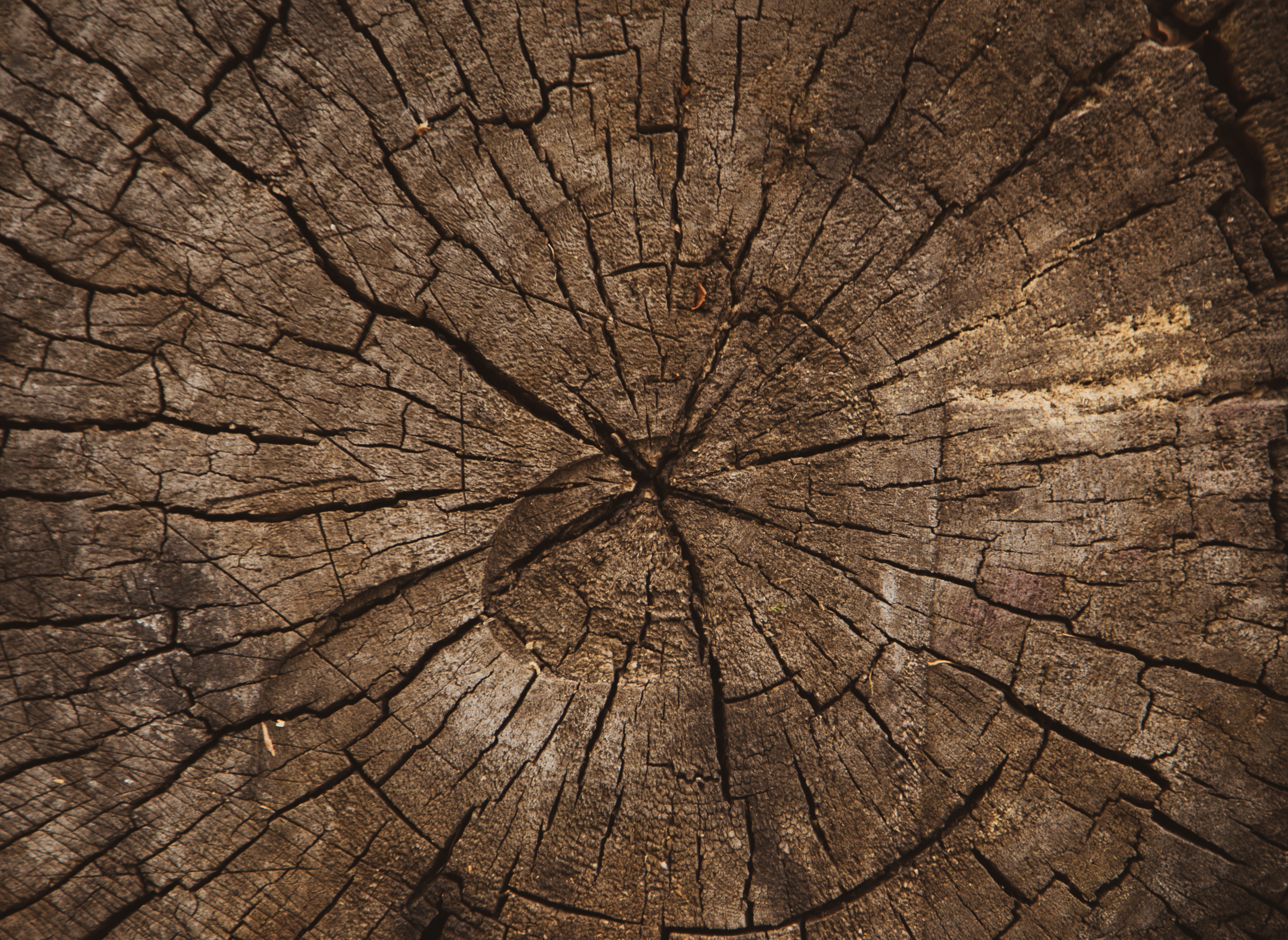 Close up of tree stump. 